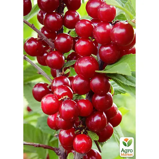 Вишня повстяна на штамбі (вік від 2х років, висота 70-90см) (188845) 1 шт в упаковці - фото 2