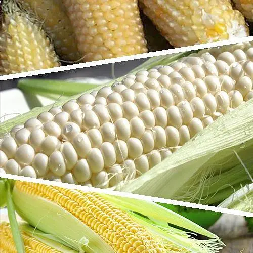 Кукурудза цукрова "Суміш кращих популярних сортів" ТМ "Весна"  40г (45521) - фото 1