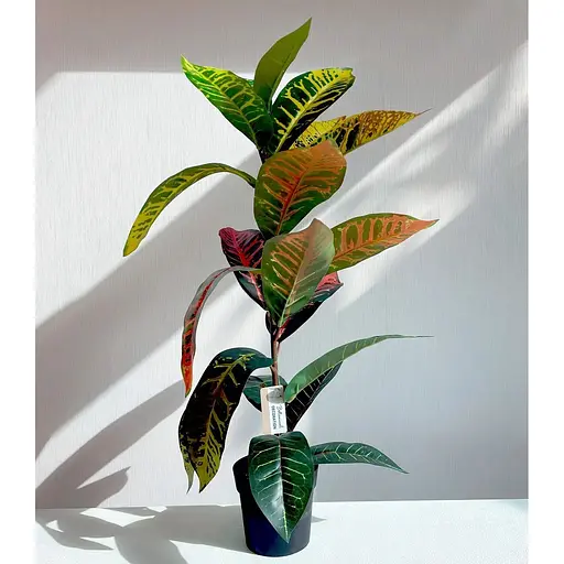 Кротон Hvoya 60 в горщику - фото 2