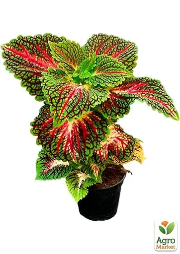Колеус Stained Glassworks Spacecake 1 саженец (182531) - фото 4