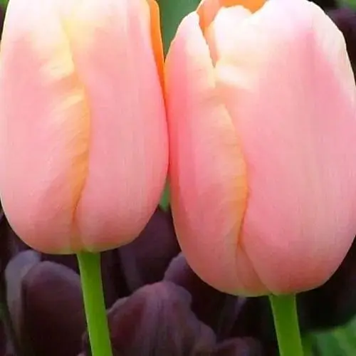 Тюльпан "Menton" (186270) 2 шт - фото 1