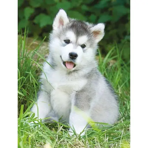 Dogs - Джексон Том - фото 5