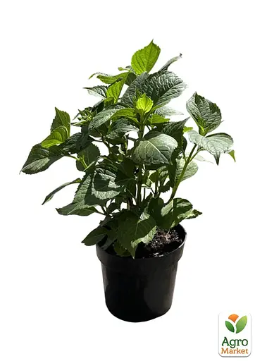 Гортензія великолистна 3-х річна "Leuchtfeuer" висота 30-50см (181984) 1 саженец - фото 2