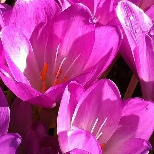 Колхикум "Tenorii" 1 шт (17302) - фото 1