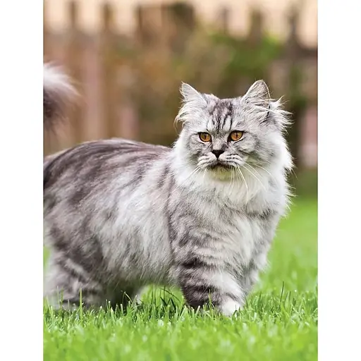 Cats - Фотопулос Джулианна - фото 3