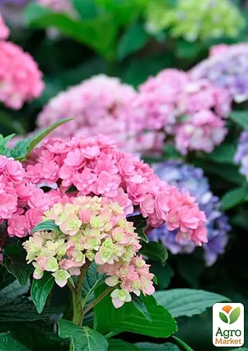 Гортензия крупнолистая 2-летняя "You & Me Together" высота саженца 25-45см (186188) 1 саженец - фото 3