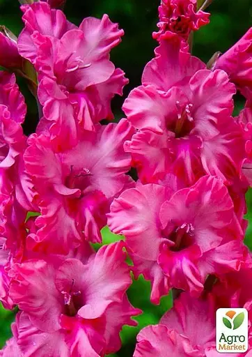 Гладіолус "Kingston Frizzle" 3 шт (49552) - фото 2