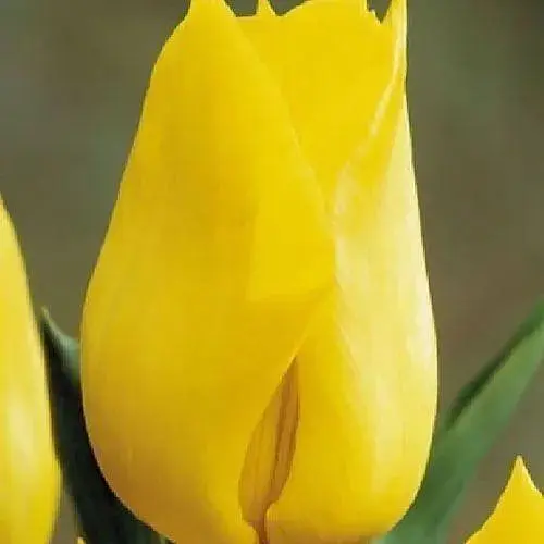 Тюльпан "Yokohama" (размер 10/11, большой) 3 шт (17031) - фото 1