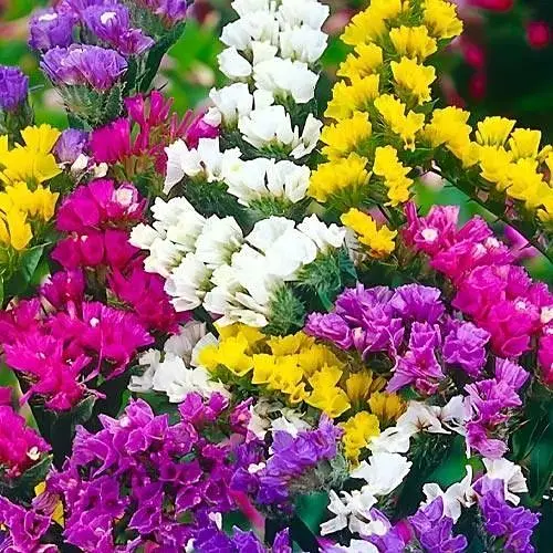 Статиця "Pacific Mix" (кермек лимоніум сухоцвіт) (190073) 1 саджанець - фото 1