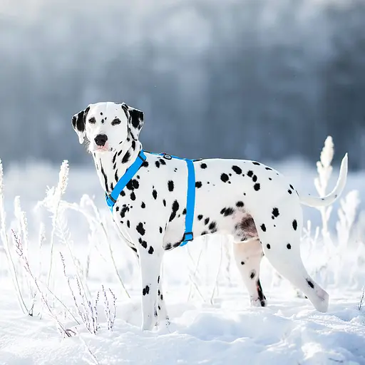 Шлея для собак водостійка анатомічна Н-подібна Waudog Waterproof з QR-паспортом пластикова пряжка-фастекс L Ш 25 мм А 50-85 - фото 2