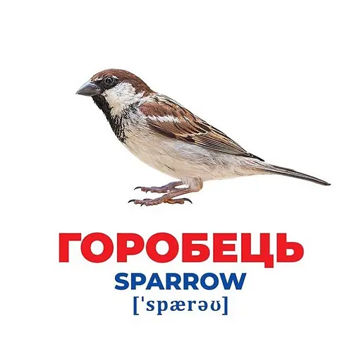 Набір розвиваючих карток Геній з пелюшок "Птахи України" Ранок 10107193У, 17 карток - фото 2