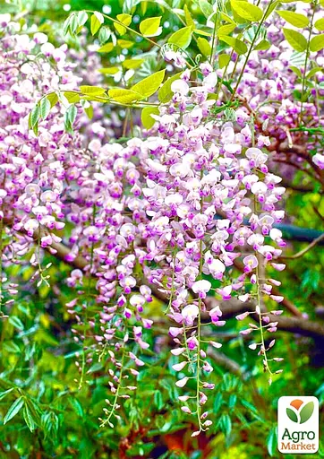 Глициния 3-х летняя японская "Иссаи" (Wisteria chinensis Issai) С2 высота саженца 60-100см (185367) 1 саженец Нидерланды - фото 4