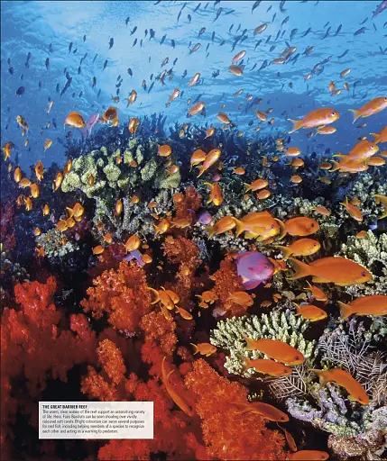 Ocean. The Definitive Visual Guide - фото 8