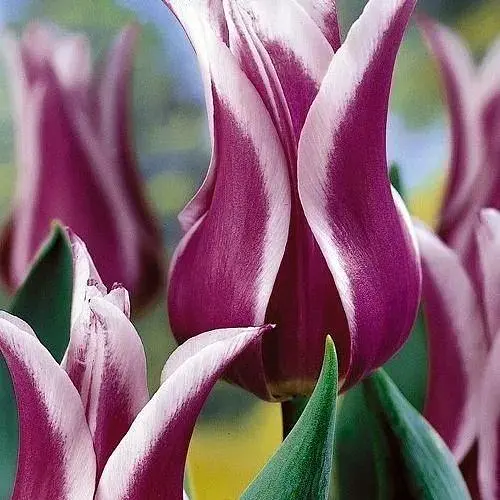 Тюльпан "Ballade" (лилиевидный) (17102) 2 шт - фото 1