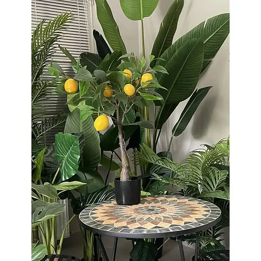Лимонне дерево Hvoya в горщику 75 см - фото 3
