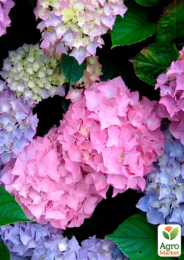 Гортензія крупнолиста 2-річна "Gertrud Glahn" висота саджанця 20-40см (186195) 1 саженец - фото 3