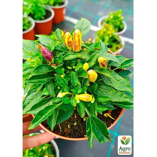 Перец комнатный "Yellow Red" острый (съедобный, декоративный) (100202) 1 саженец в упаковке - фото 3