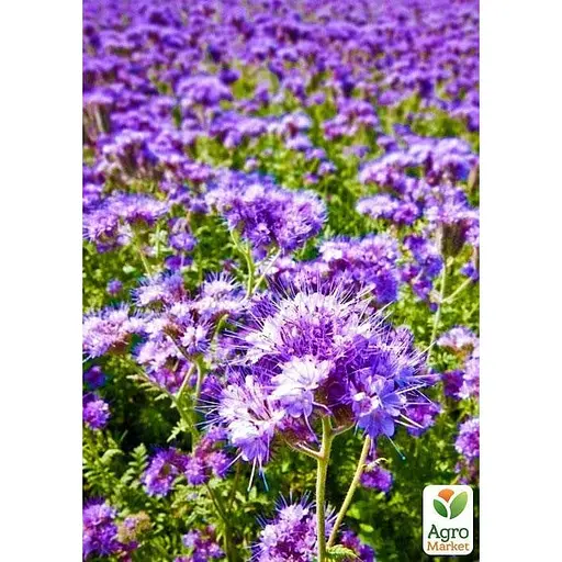 Фацелия "Медонос" (Зипер) ТМ "Весна" 8г (15705) - фото 4