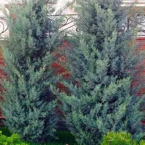 Кипарис Аризонский 5-летний (Cupressus arizonica) высота 120-150см (101631) 1 саженец - фото 1