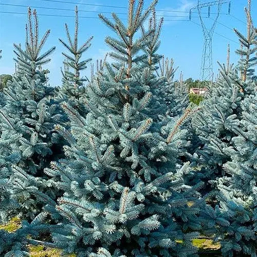 Ель голубая Agro-Market колючая Hoopsiі ком/сетка высота 120-140 см 188468 1 саженец в упаковке - фото 1