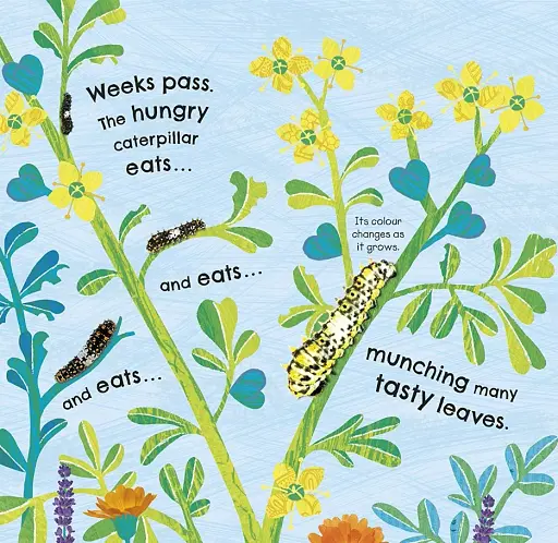 How Does a Butterfly Grow? - фото 5