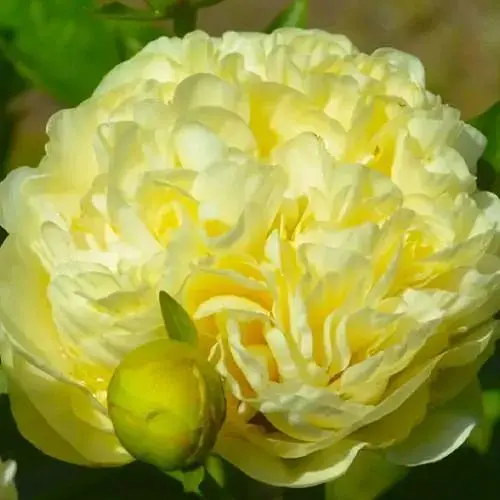 Пион травянистый "Sunny Girl" (гигантский цветок) (185028) 1 шт Нидерланды - фото 1