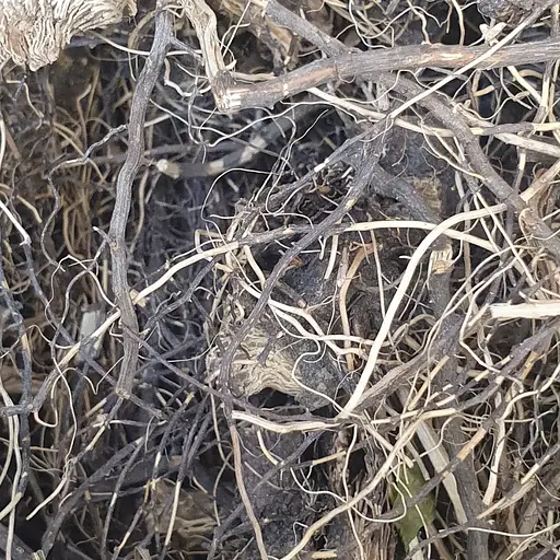 Левзея сафлоровидна коріння сушене - свіжий урожай 100 г 