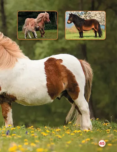 Світ навколо нас. Коні - фото 4