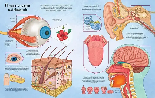 Тіло. Цікаве всередині - фото 2