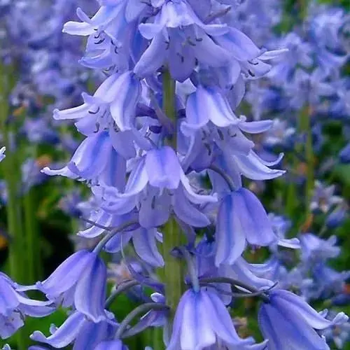 Гиацинтоидес "Синий" (размер 6/7, большой) 5 шт (17297) - фото 1