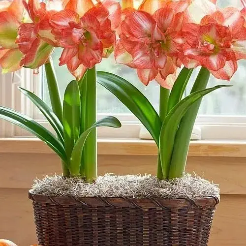 Гиппеаструм махровый "Beautiful Emotion" (Амариллис) (190858) 1 шт - фото 1