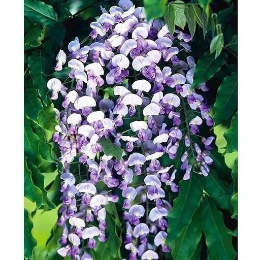 Глициния 3-х летняя японская "Домино" (Wisteria japanese Domino) С2 (57020) 1 саженец - фото 1