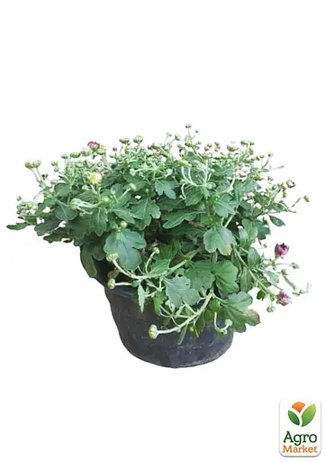 Хризантема Садова Cherry Lace (висота 30-50см) (63389) 1 саженец - фото 2