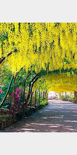 A Garden A Day - фото 4