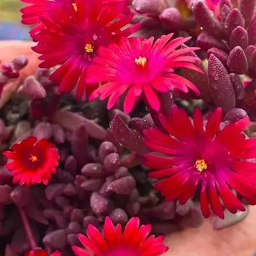 Делосперма темнолистная (цветущий суккулент) Desert Dancers Red (187831) 1 саженец в упаковке - фото 1