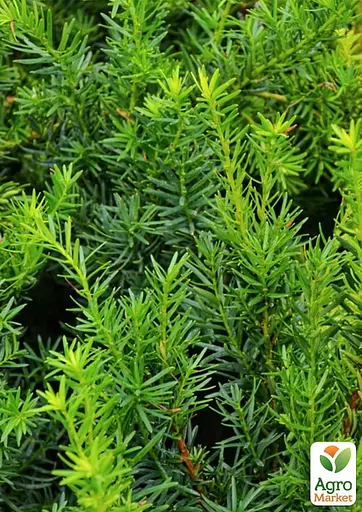 Тис средний "Hicksii" (ком/сетка) высота 100-120см (189066) 1 саженец - фото 3