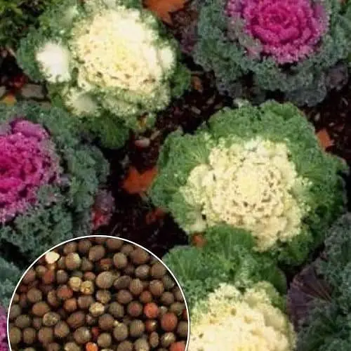 Капуста декоративная "Кружевная мозаика" (зипер) ТМ "Весна" 0,2г (183415) - фото 1