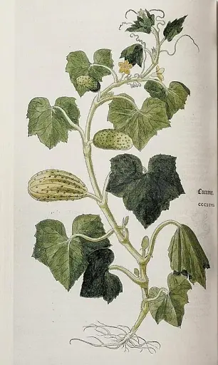 Leonhart Fuchs. The New Herbal - фото 6