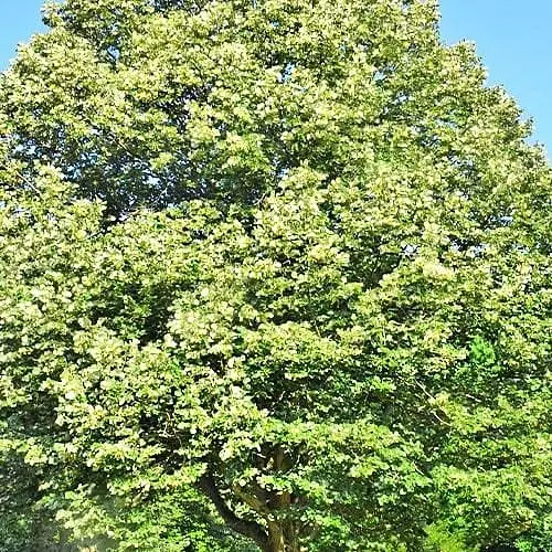 Липа 3-х річна Agro-Market Королівська висота 80-1.2м 180000 1 саджанець в упаковці - фото 1