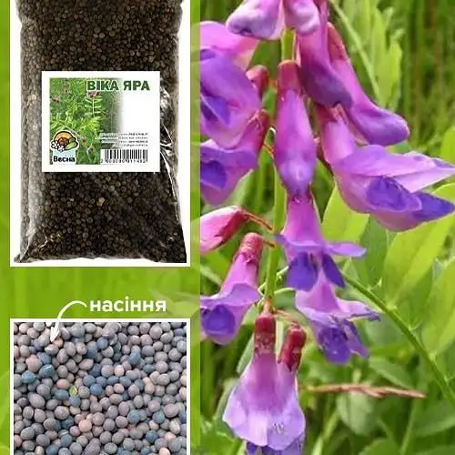 Вика оврага ТМ "Весна" 1кг (13701) - фото 1