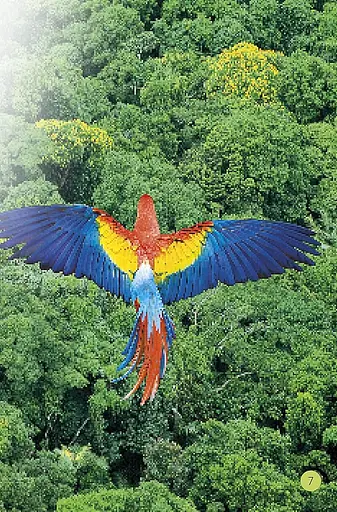 Jungle Animals. Discover the Secrets of the Jungle! - фото 3