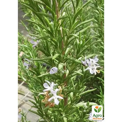 Розмарин лекарственный "Speedy" (183698) 1 саженец в упаковке - фото 2
