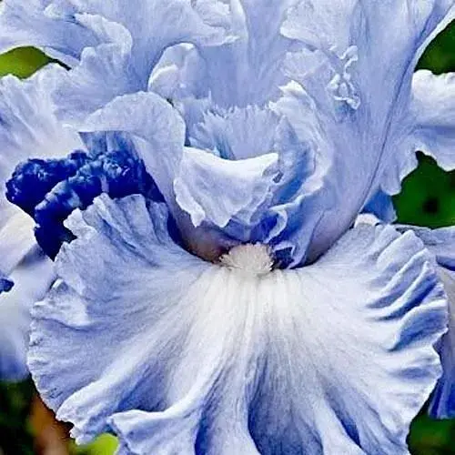 Ирис бородатый крупноцветковый "Double Bubble" 1 шт (38208) - фото 1