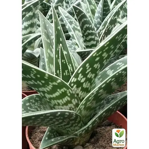 LMTD Алоэ тигровое Agro-Market Variegata высота растения 10см (184230) 1 саженец в упаковке комнатный Нидерланды - фото 1