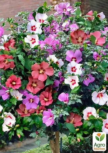 Гібіскус деревоподібний "Сирійський мікс" (Зіпер) Весна 0.3г (184637) - фото 2