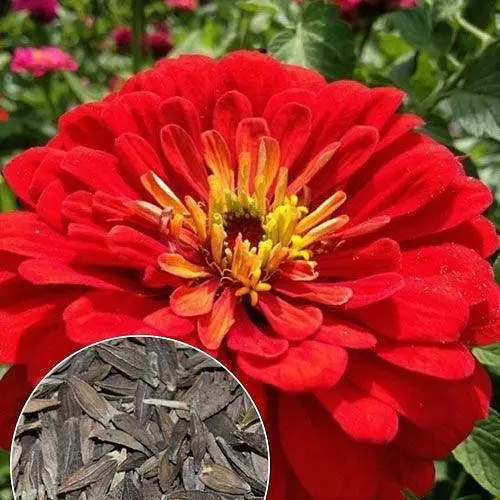 Циния "Пламя" Весна 3г (13274) - фото 4