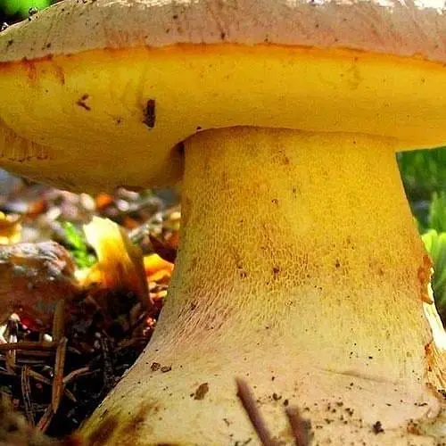 Сухий зерновий міцелій "Боровик жовтий" 100г (45553) - фото 1