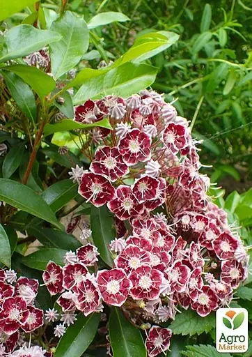 Кальмія latifolia "Bandeau" (49064) 1 саженец - фото 3