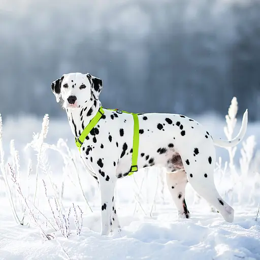 Шлей для собак водостойкий анатомический Н-образный Waudog Waterproof с QR-паспортом пластиковая пряжка-фастекс М Ш 20 мм А 40-66 - фото 2