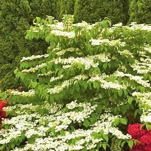Калина складчаста "Марієзі" (Viburnum plicatum "Mariesii") (115244) 1 саженец - фото 1
